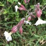 Silene latifolia 花