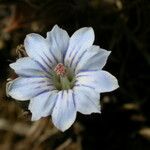 Gentiana albicalyx