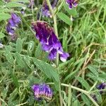 Vicia dasycarpa Кветка