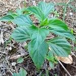 Ocimum carnosum Frunză