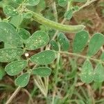 Tephrosia villosa Leaf