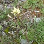 Erucastrum gallicum Habit