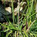 Kniphofia uvaria Blad