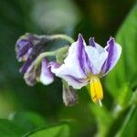 Solanum muricatum 花