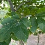 Celtis africana Leaf