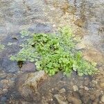 Nasturtium officinale Levél