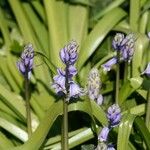 Hyacinthoides × massartiana Flower