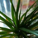 Dracaena reflexaLeaf