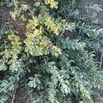 Atriplex glauca Blad