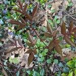 Astilbe japonica Лист