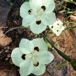 Dietes bicolor Flor