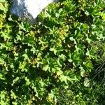 Alchemilla monticola Συνήθη χαρακτηριστικά