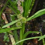 Sparganium emersum Fula