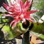 Aechmea fasciata Habitus