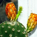 Opuntia ficus-indica Листок