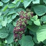 Aralia racemosa Fruit