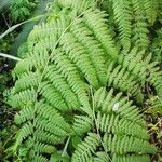 Athyrium filix-femina Deilen