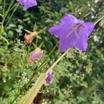 Campanula persicifoliaFlor