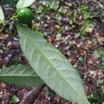 Leonia sphaerocarpa 葉
