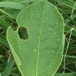 Astripomoea lachnosperma Leaf