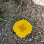 Eschscholzia californicaLorea