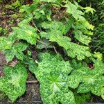 Podophyllum versipelle Habitat