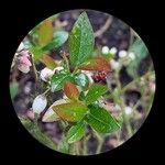 Vaccinium angustifolium Folha