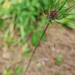 Allium vinealeFlower