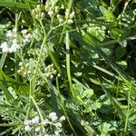 Achillea nobilisКвітка