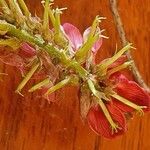 Indigofera schimperi 其他