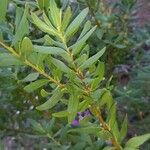 Polygala myrtifolia Frunză