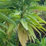 Euphorbia mellifera Lapas