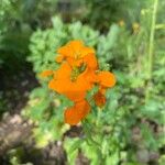 Erysimum odoratum 花