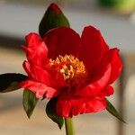Paeonia peregrina 花
