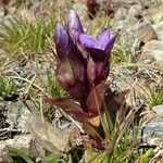 Gentianella campestris Облик