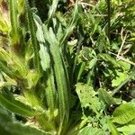 Campanula thyrsoides Blatt