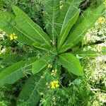 Dipsacus sativus Habit