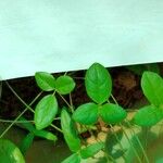 Vigna angivensis Leaf
