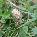 Trifolium fragiferum Meyve