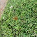 Cyperus polystachyos Fruit