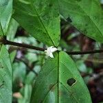 Tricalysia vadensis Flower