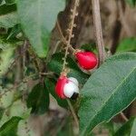 Paullinia elegans Fruit