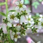 Saxifraga hostii Fula