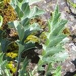 Carlina acanthifolia Blad