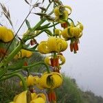 Lilium pyrenaicum Floare