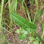 Sonchus asperLevél