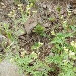 Parthenium hysterophorus Habitus