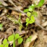 Colutea arborescensLeaf