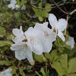 Rhododendron schlippenbachii Lorea