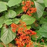 Clerodendrum paniculatum Hoja